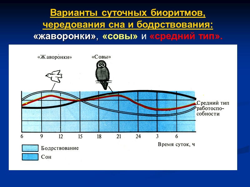 Варианты суточных биоритмов, чередования сна и бодрствования: «жаворонки», «совы» и «средний тип».